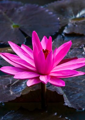 Lotus Flower 