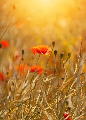 Red poppy flowers in glade