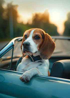 Funny Beagle Cabriolet Car