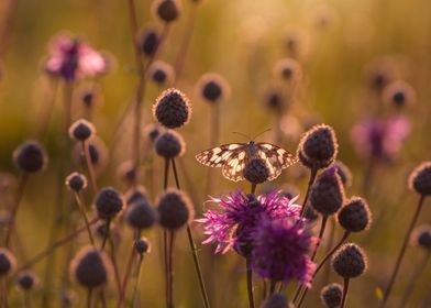 Summer butterfly