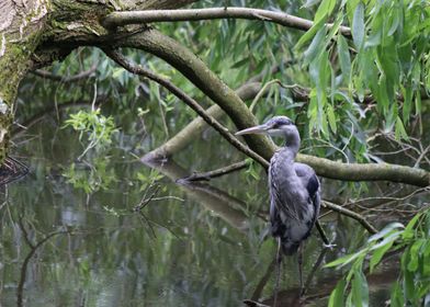 Grey Heron in Still Water