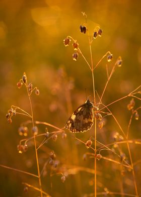 Summer butterfly