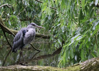 A Heron in Natural Habitat