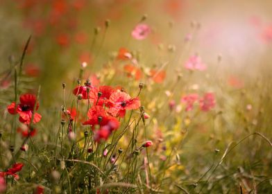 Red poppy flower in meadow