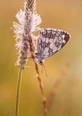 Summer butterfly