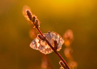 Summer butterfly