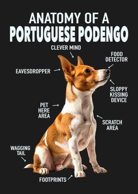 Portuguese podengo