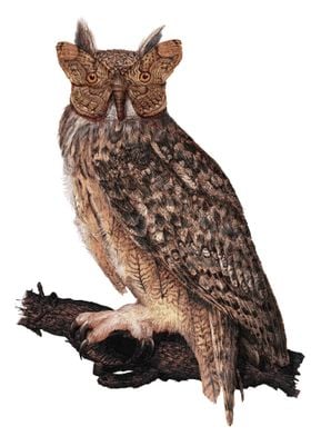 Camouflage Owl and Moth