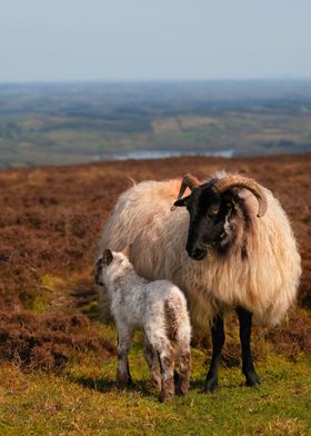 Irish sheep and lamb