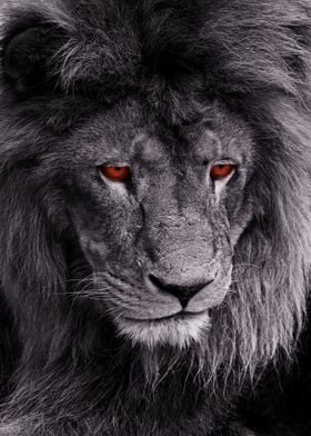 The king lion