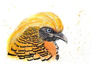 Golden Pheasant