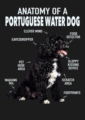 Portuguese water dog