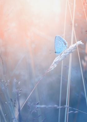 Blue icarus butterfly