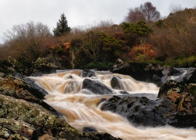 Salmon stream