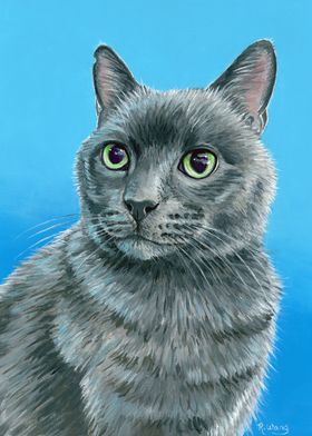 Russian Blue Gray Cat