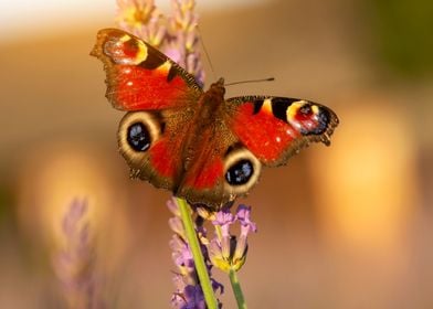 Summer butterfly