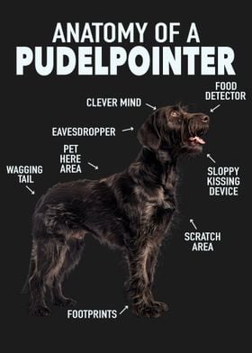 Pudelpointer