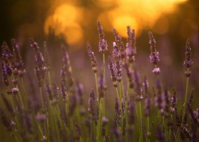 Lavender Field