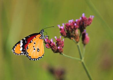 African Monarch Butterfly