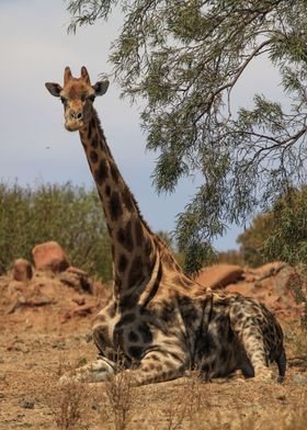 Resting Giraffe