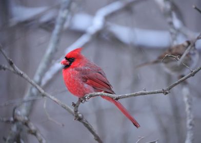 Red Cardinal