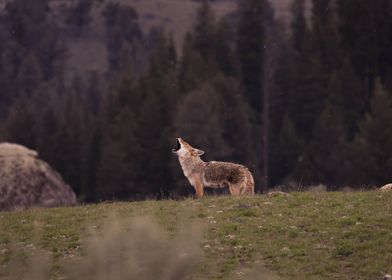 Howling Coyote