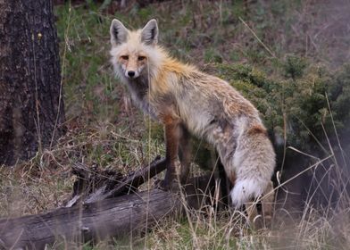 Curious Fox