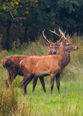 Irish deer