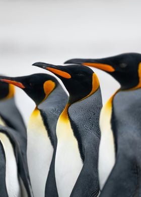 penguin line up
