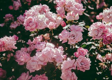 Pink Rose Bush