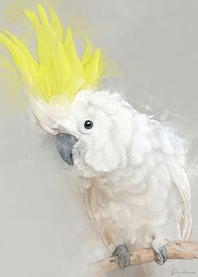 Cockatoo Portrait 001