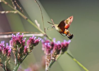 African hummingbird moth