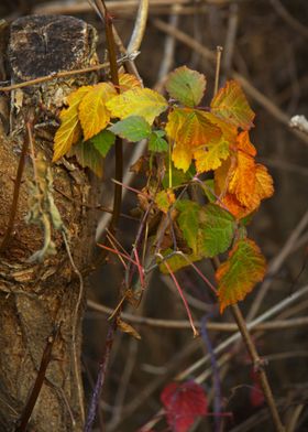 Colourful climbing plant 