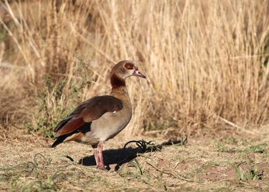 Egyptian Goose