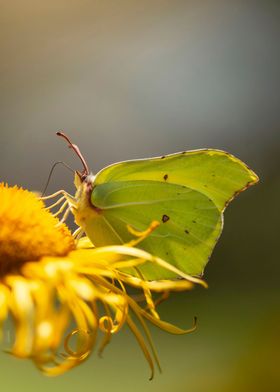 Yellow butterfly