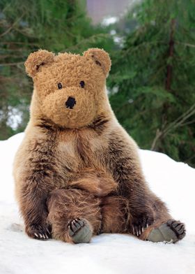 Real Teddy Bear