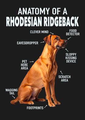 Rhodesian ridgeback