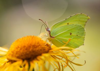 Yellow butterfly