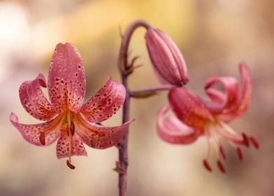 Pink Lilies