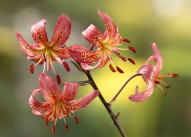 Pink Lilies