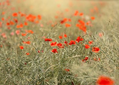 Red poppy flowers in lea