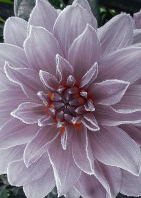 Frosted Dahlia