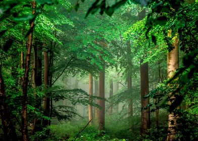 forest nature trees morn