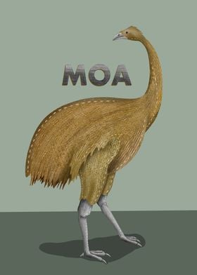 Moa NZ BIRD