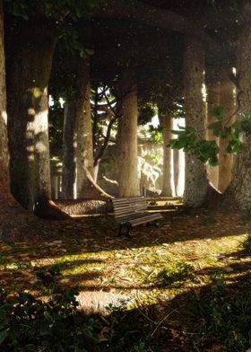 Forest Bench