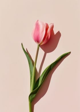 tulip