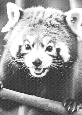 Red panda face