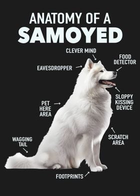 Samoyed