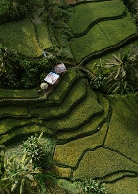 Ceking Rice Terrace Ubud