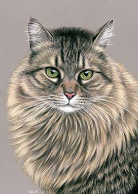 Brown Tabby Cat